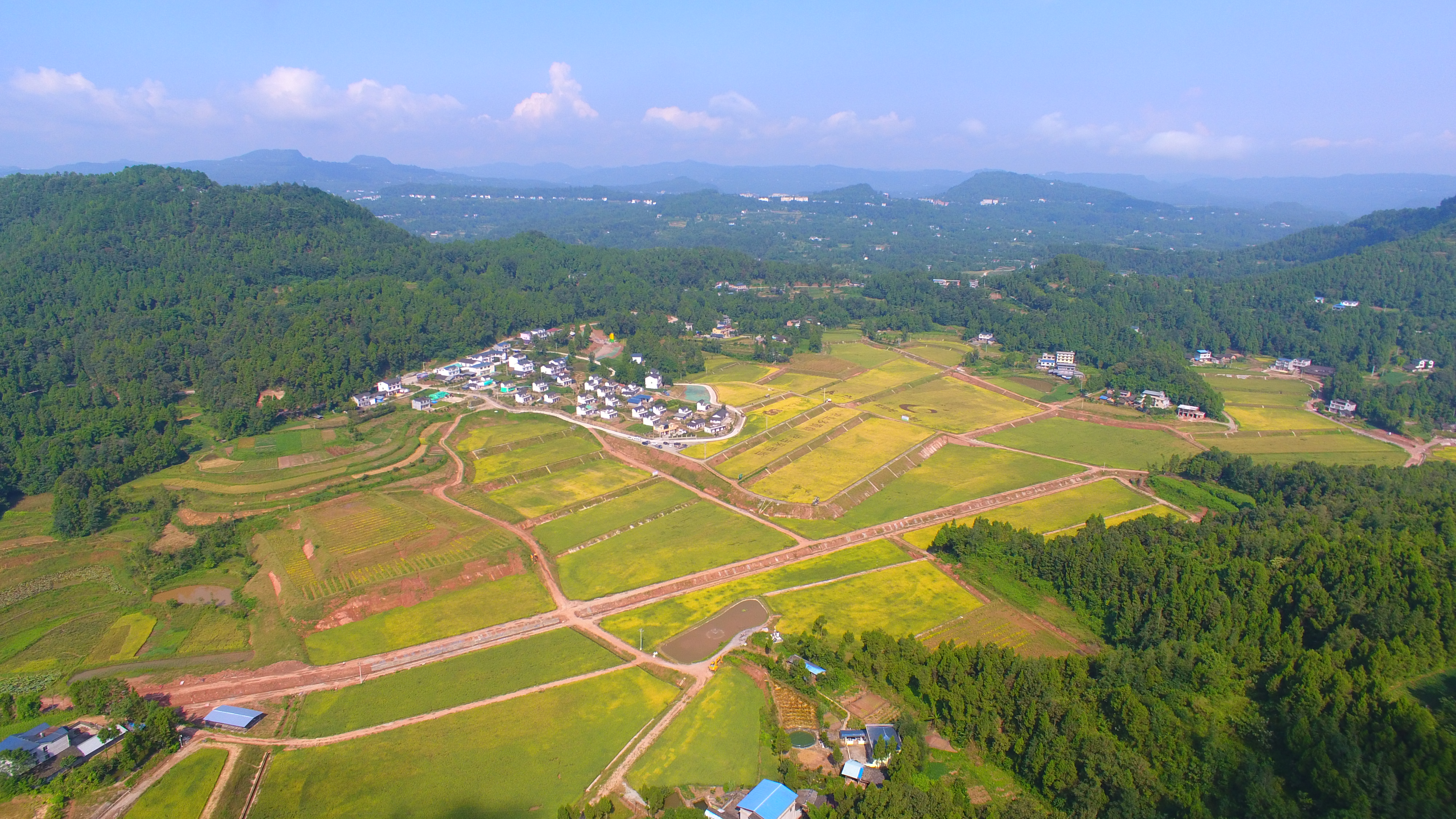 柳林海山農業(yè)園油菜示范片喜獲豐收